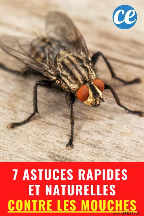 7 Proven Natural Ways to Eliminate Flies from Your Home