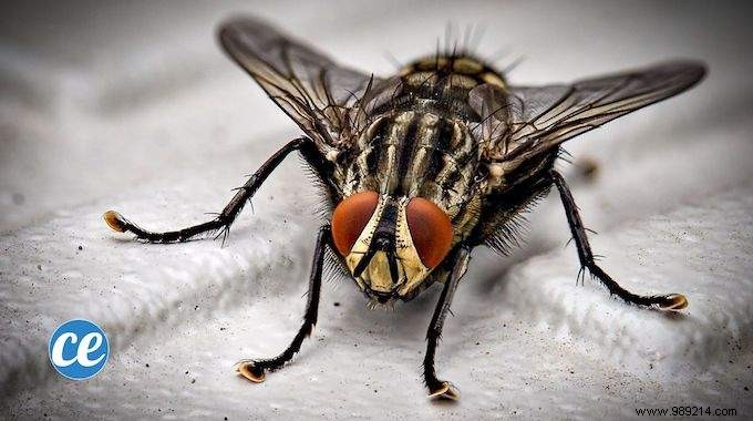 5 Proven Natural Remedies to Banish Flies from Your Home