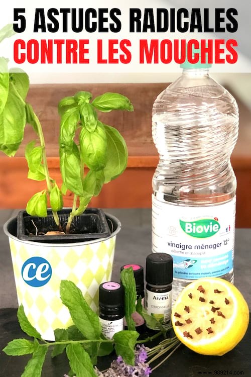 5 Proven Natural Remedies to Banish Flies from Your Home