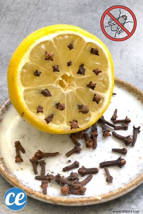 5 Proven Natural Remedies to Banish Flies from Your Home