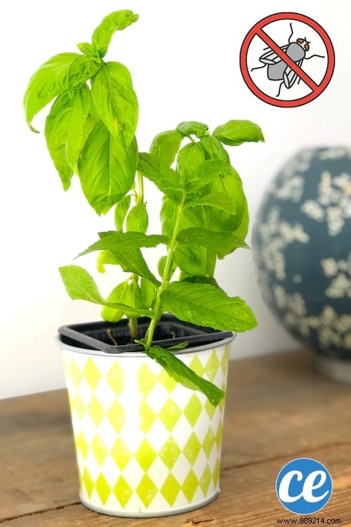 5 Proven Natural Remedies to Banish Flies from Your Home