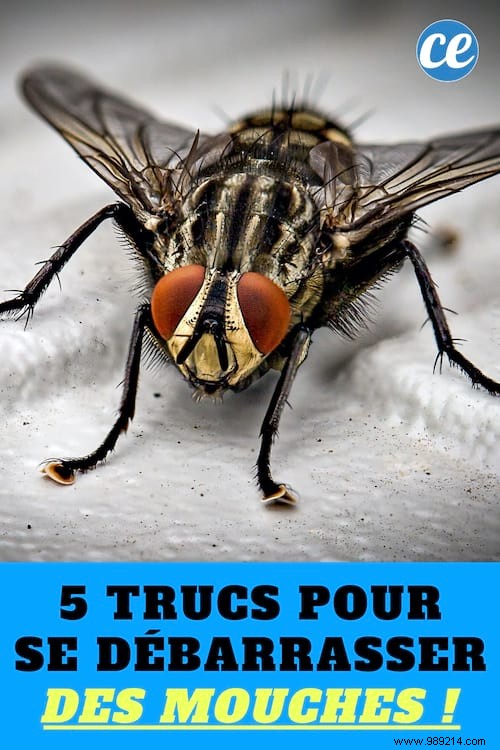5 Proven Natural Remedies to Banish Flies from Your Home