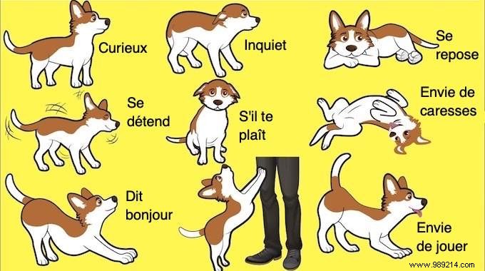16 Expert Tips to Decode Your Dog s Body Language
