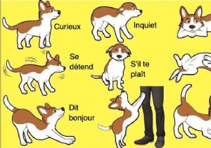 16 Expert Tips to Decode Your Dog s Body Language
