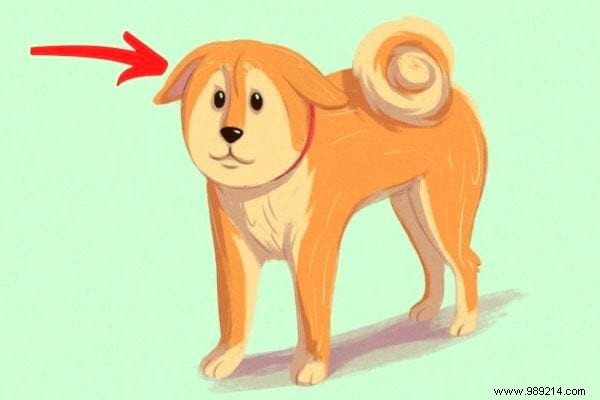 16 Expert Tips to Decode Your Dog s Body Language