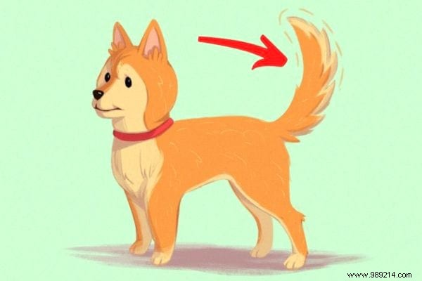16 Expert Tips to Decode Your Dog s Body Language