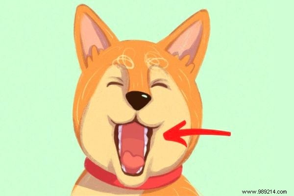16 Expert Tips to Decode Your Dog s Body Language