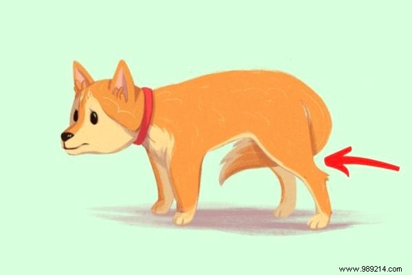 16 Expert Tips to Decode Your Dog s Body Language