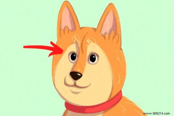 16 Expert Tips to Decode Your Dog s Body Language