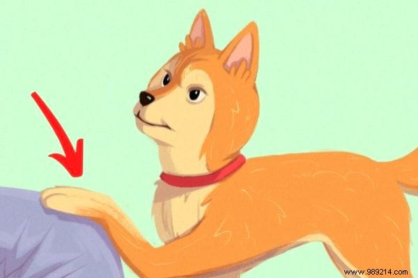 16 Expert Tips to Decode Your Dog s Body Language