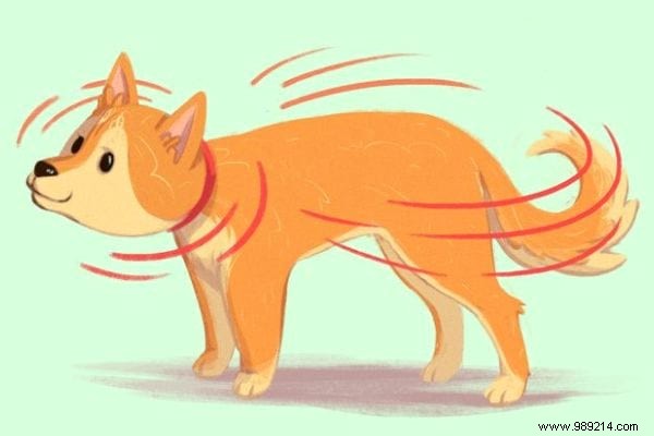 16 Expert Tips to Decode Your Dog s Body Language