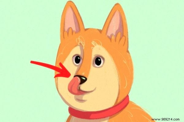 16 Expert Tips to Decode Your Dog s Body Language