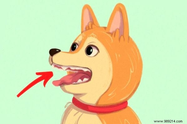 16 Expert Tips to Decode Your Dog s Body Language