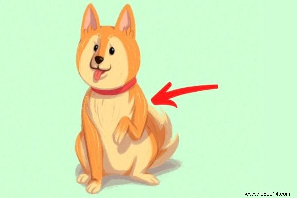 16 Expert Tips to Decode Your Dog s Body Language
