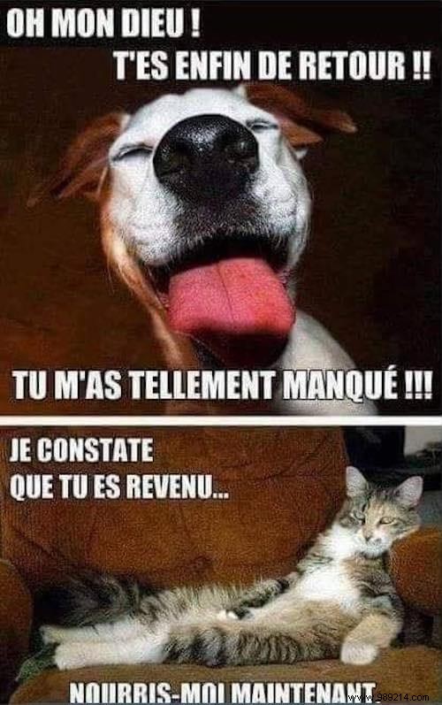 13 Hilarious Photos Showcasing the Unique Worlds of Cats and Dogs