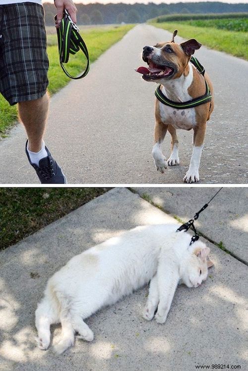 13 Hilarious Photos Showcasing the Unique Worlds of Cats and Dogs