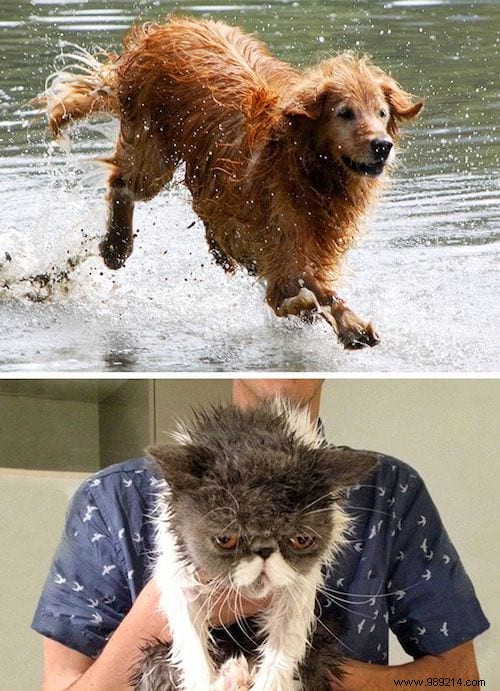 13 Hilarious Photos Showcasing the Unique Worlds of Cats and Dogs