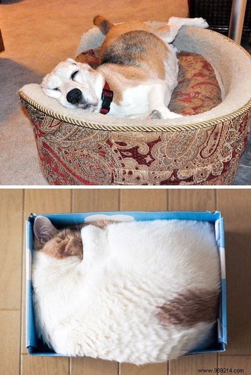 13 Hilarious Photos Showcasing the Unique Worlds of Cats and Dogs