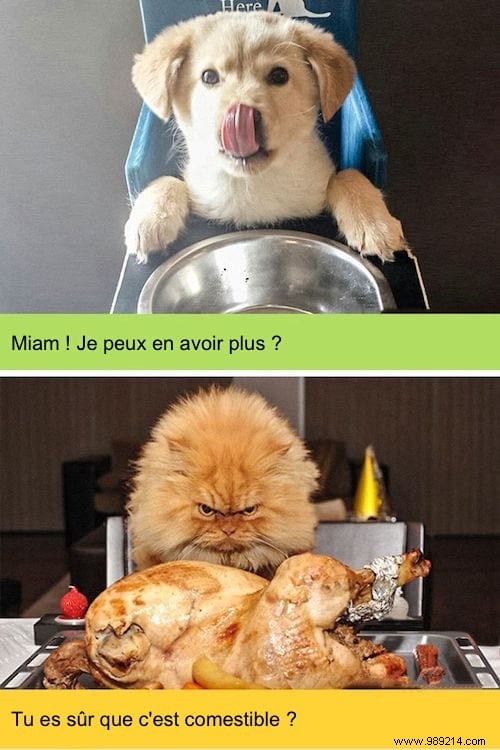 13 Hilarious Photos Showcasing the Unique Worlds of Cats and Dogs