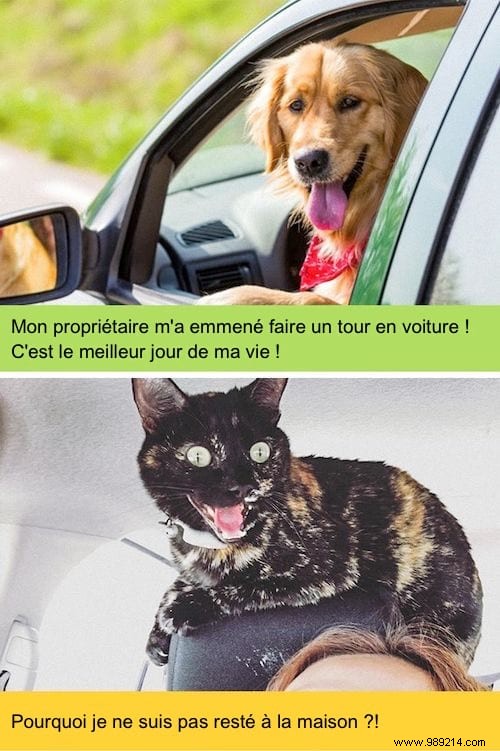 13 Hilarious Photos Showcasing the Unique Worlds of Cats and Dogs