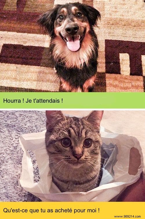 13 Hilarious Photos Showcasing the Unique Worlds of Cats and Dogs