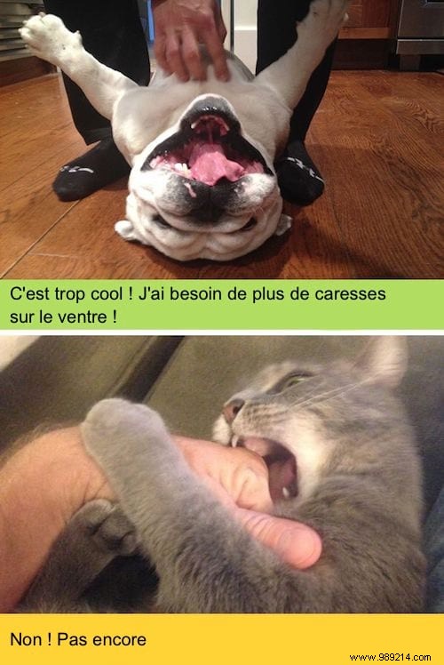 13 Hilarious Photos Showcasing the Unique Worlds of Cats and Dogs