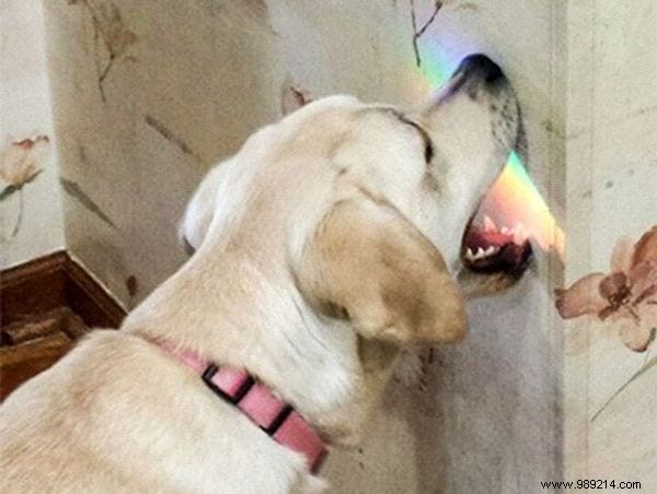 13 Hilarious Photos Showcasing the Unique Worlds of Cats and Dogs