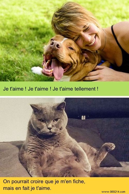 13 Hilarious Photos Showcasing the Unique Worlds of Cats and Dogs