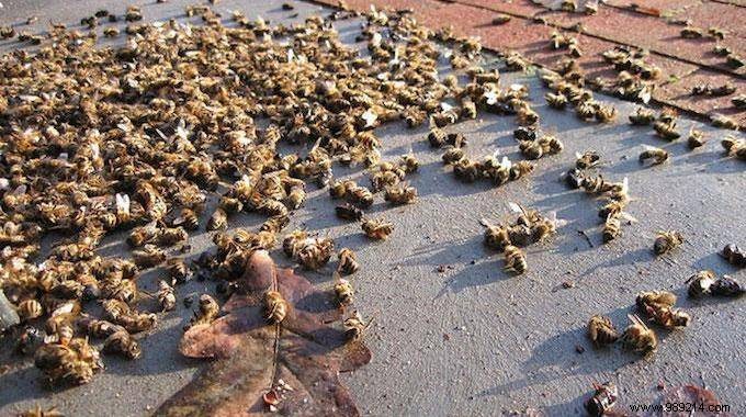 Monsanto s Investment in Bee Genetic Modification Sparks Concerns Among Experts and Beekeepers