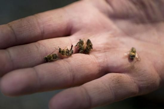 Monsanto s Investment in Bee Genetic Modification Sparks Concerns Among Experts and Beekeepers