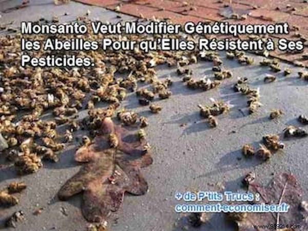 Monsanto s Investment in Bee Genetic Modification Sparks Concerns Among Experts and Beekeepers