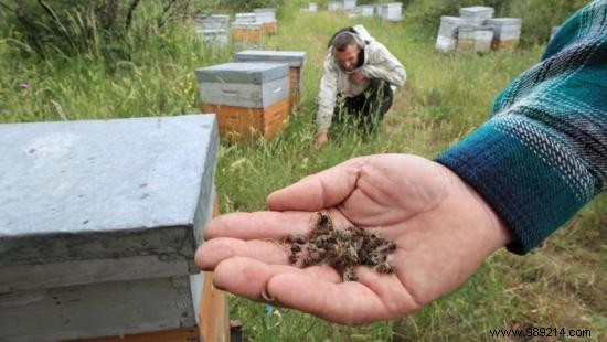 Monsanto s Investment in Bee Genetic Modification Sparks Concerns Among Experts and Beekeepers