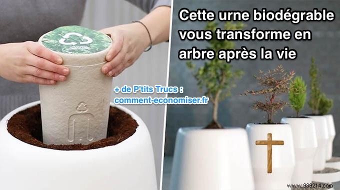 Bios Urn: Transform Your Ashes into a Living Tree Memorial