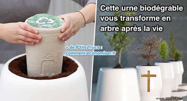 Bios Urn: Transform Your Ashes into a Living Tree Memorial