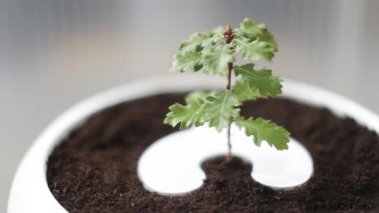Bios Urn: Transform Your Ashes into a Living Tree Memorial
