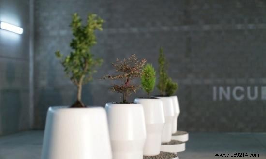 Bios Urn: Transform Your Ashes into a Living Tree Memorial