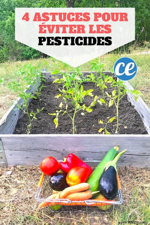 Fruits and Vegetables Highest in Pesticide Residues: Cleanest Choices Backed by Expert Analysis
