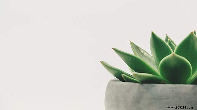 4 Expert Tips to Keep Your Houseplants Vibrant and Green Year-Round