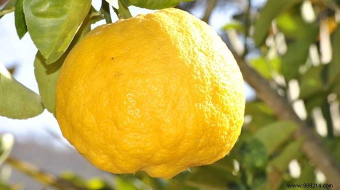 3 Proven Lemon Hacks for Household Cleaning, Liver Detox, and Natural Beauty – Save €30