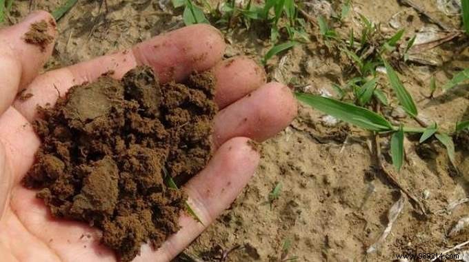 3 Free Natural Fertilizers for Healthy, Thriving Plants