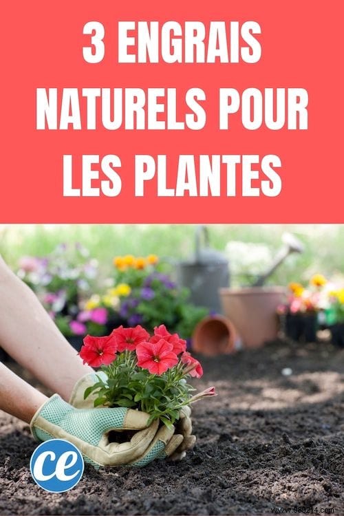 3 Free Natural Fertilizers for Healthy, Thriving Plants