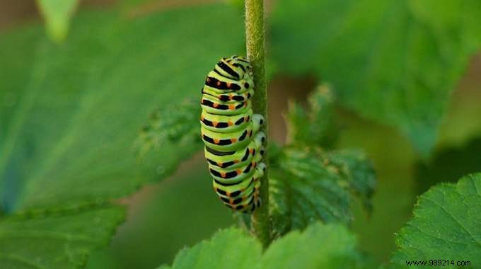 How to Naturally Eliminate Caterpillars from Your Garden: A Proven Soap Spray Method