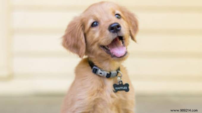 Dog Sitting at €10-15 Per Day: Smart Savings or Overpriced? A Pet Owner s Guide