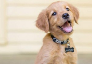 Dog Sitting at €10-15 Per Day: Smart Savings or Overpriced? A Pet Owner s Guide