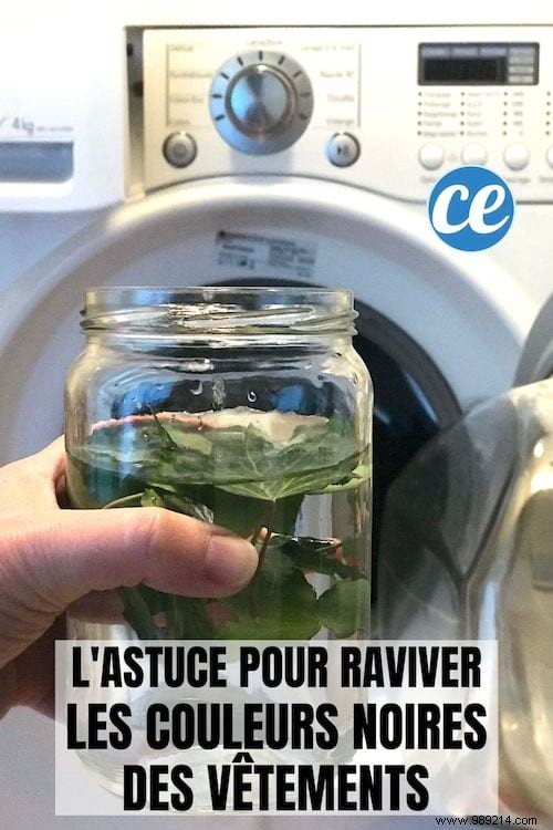 Revive Faded Black Clothes Naturally with Ivy Leaves: A Proven Grandmother s Trick