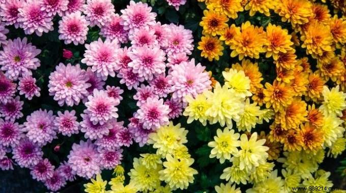 Elevate All Saints  Day: Unique, Lasting Floral Tributes Beyond Chrysanthemums