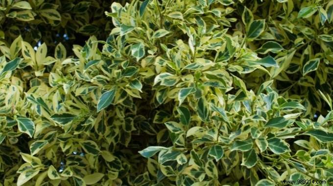 Expert Tips: Keeping Your Ficus Benjamina Lush Through Autumn and Winter