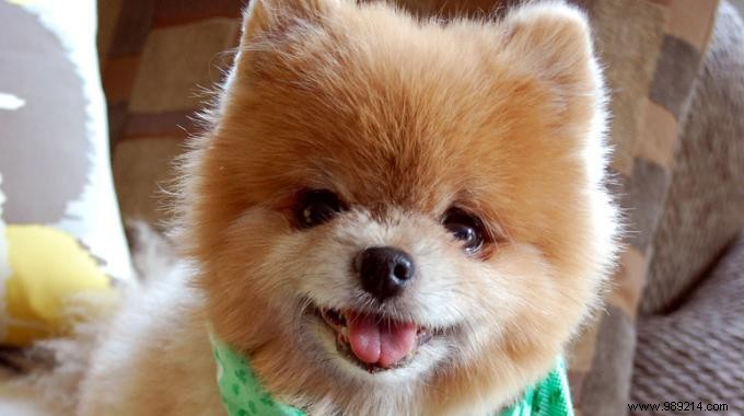 Affordable Pet Care: 3 Proven Ways to Save Without Breaking the Bank