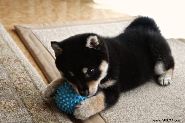 How Dryer Balls Speed Up Laundry Drying and Soften Clothes Naturally