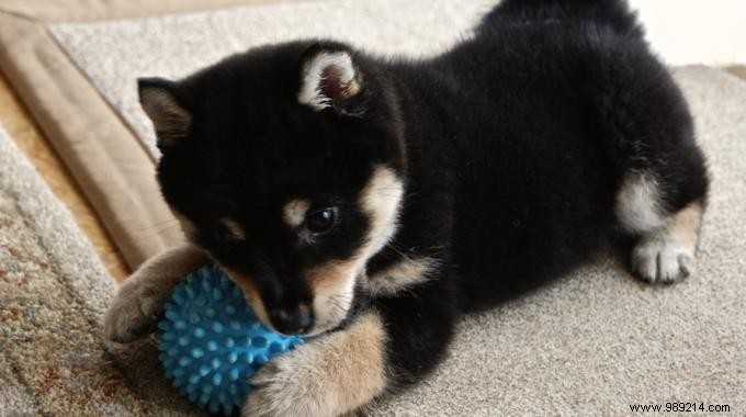 How Dryer Balls Speed Up Laundry Drying and Soften Clothes Naturally